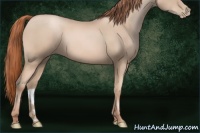 Horse Color:Buckskin Pearl Rabicano 