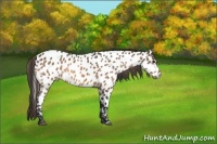 Horse Color:Buckskin Near Leopard 