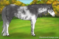 Horse Color:Smoky Black Sabino