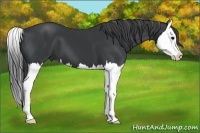 Horse Color:Black Splash
