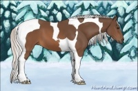 Horse Color:Silver Brown Tobiano