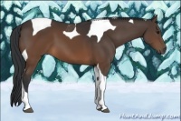 Horse Color:Brown Tobiano