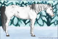 Horse Color:Black Sabino 