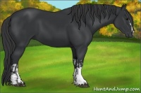 Horse Color:Black  and Black 