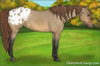 Horse Color:Buckskin Dun Blanket 