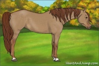Horse Color:Red Dun 