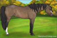 Horse Color:Brown Dun Varnish 