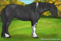 Horse Color:Black Tobiano 