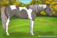 Horse Color:Silver Black Tobiano 