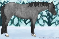 Horse Color:Blue Roan Varnish