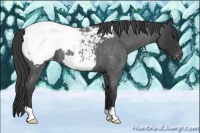 Horse Color:Blue Roan Snowcap 