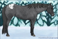 Horse Color:Blue Roan Appaloosa 