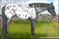 Horse Color:Black Appaloosa