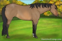 Horse Color:Bay Dun