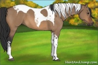 Horse Color:Bay Dun Tobiano