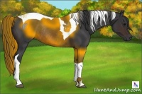 Horse Color:Brown Tobiano Rabicano