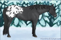 Horse Color:Blue Roan Appaloosa 