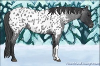 Horse Color:Blue Roan Near Leopard