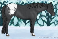 Horse Color:Blue Roan Varnish 