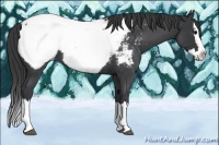 Horse Color:Blue Roan Splash Appaloosa 