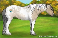 Horse Color:Buckskin Ice Roan Dun Tobiano