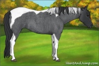 Horse Color:Blue Roan Tobiano 