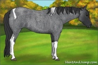 Horse Color:Blue Roan Tobiano