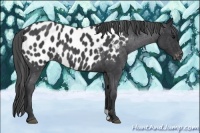 Horse Color:Blue Roan Appaloosa 