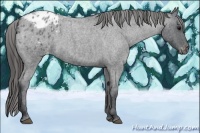 Horse Color:Blue Roan Varnish 