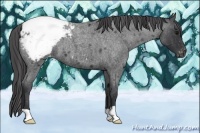 Horse Color:Blue Roan Varnish 