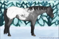Horse Color:Blue Roan Snowcap 