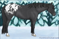 Horse Color:Blue Roan Varnish 