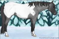 Horse Color:Blue Roan Appaloosa