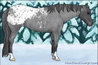 Horse Color:Blue Roan Appaloosa 