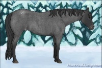 Horse Color:Blue Roan Varnish 