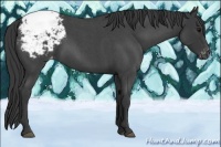 Horse Color:Blue Roan Appaloosa 