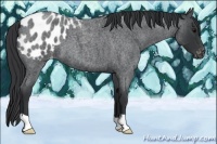 Horse Color:Blue Roan Appaloosa