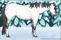 Horse Color:Blue Roan Appaloosa 