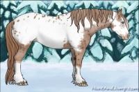 Horse Color:Chestnut Frame Appaloosa 