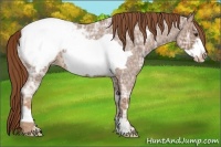 Horse Color:Red Ice Roan Frame Appaloosa 