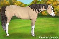 Horse Color:Amber Cream Champagne Splash 