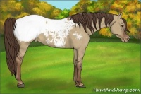 Horse Color:Liver Red Dun Appaloosa 