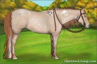 Horse Color:White Spotted Buckskin Pearl 