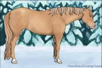 Horse Color:Gold Champagne Rabicano 