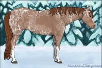 Horse Color:Chestnut Ice Rabicano