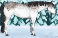 Horse Color:White Spotted Brown 