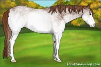 Horse Color:White Spotted Chestnut 
