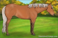 Horse Color:Silver Bay 