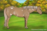 Horse Color:White Spotted Palomino 