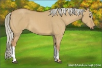 Horse Color:Palomino Dun 